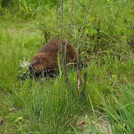 Biber Im Sternenpark Appartement