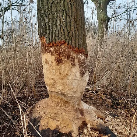 Biber Im Sternenpark Apartment