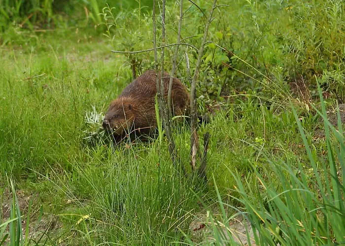 Biber Im Sternenpark Daire