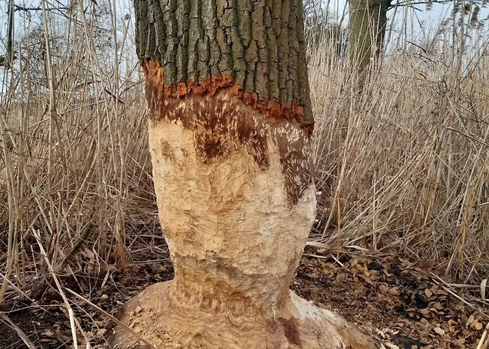 Biber Im Sternenpark Daire
